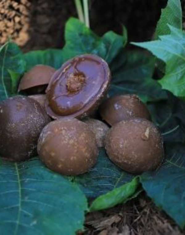 Karupatti Sugar
